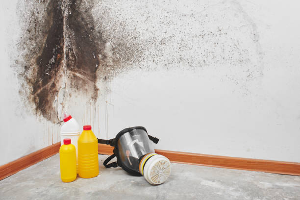 Best Attic Mold Removal  in Sparta, MI