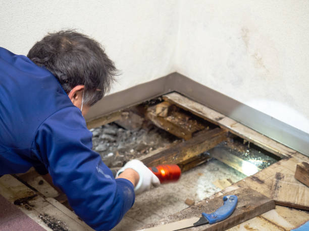 Attic Mold Removal in Sparta, MI