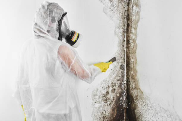 Best Mold Removal Company Near Me  in Sparta, MI