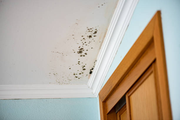 Best Office Mold Removal Services  in Sparta, MI