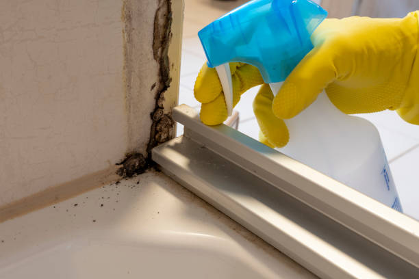 Best Residential Mold Removal  in Sparta, MI