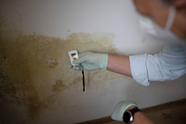 Best Crawl Space Mold Removal  in Sparta, MI