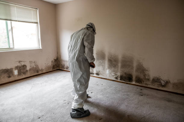 Best Home Mold Removal  in Sparta, MI