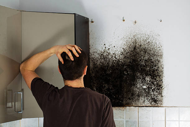 Best Toxic Mold Removal  in Sparta, MI