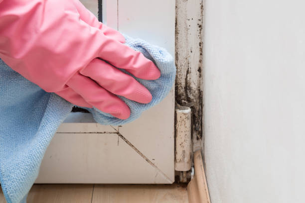 Best Certified Mold Removal  in Sparta, MI